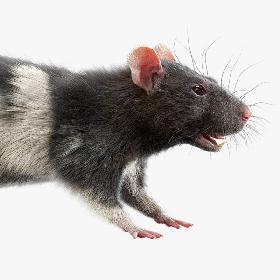 Rat (Fur) (4) 3D model